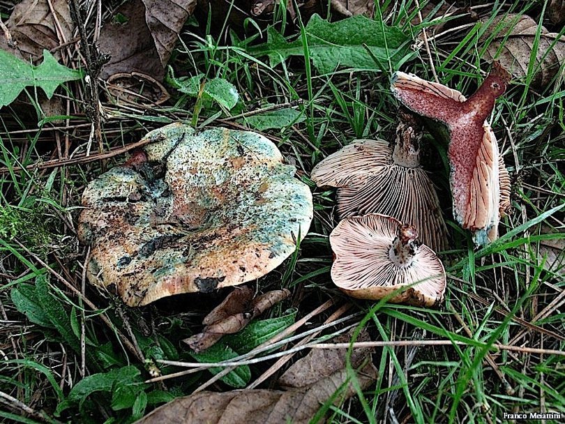 Lactarius da determinare